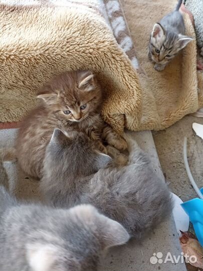 Котята в добрые руки бесплатно