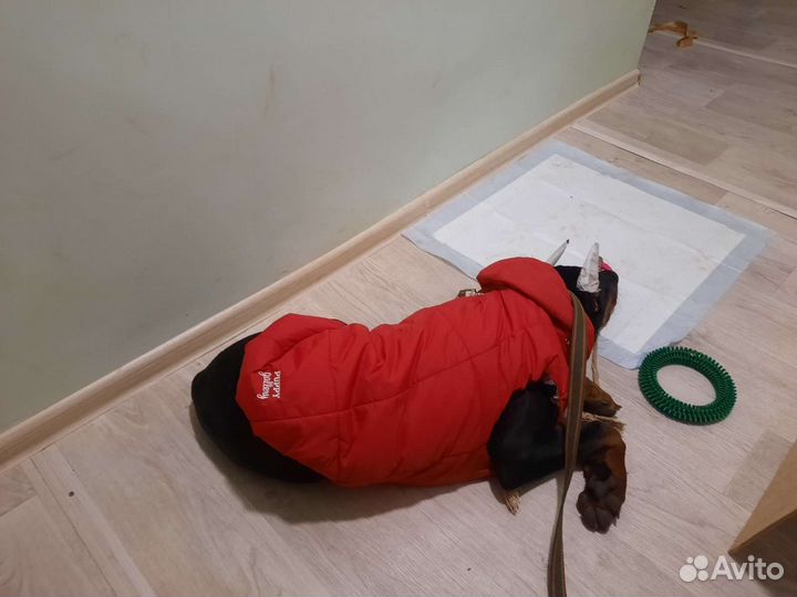 Курточка для собак