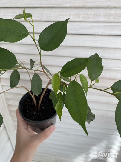 Фикус бенджамина