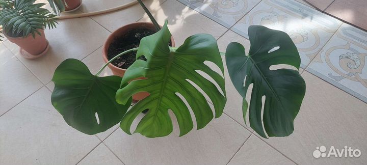 Продам/обменяю Монстеру