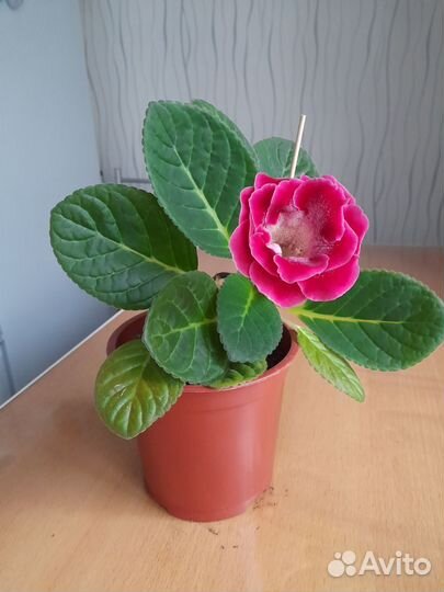 Глоксиния цветущая