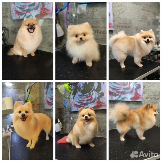 Стрижка кошек и собак. Грумер