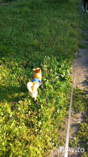 Выгул и Передержка для животных