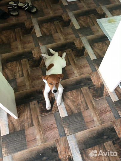 Джек Рассел терьер ищет невесту