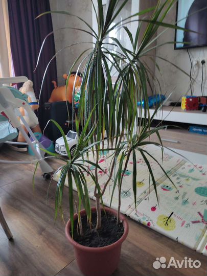 Пальма драцена