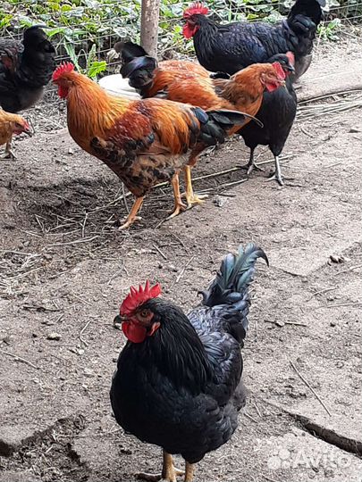 Петушки молодые