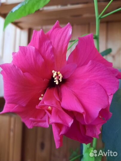 Гибискус махровый