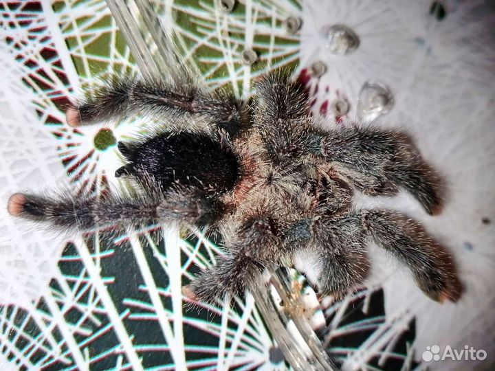 Avicularia metallica подростки с о/п