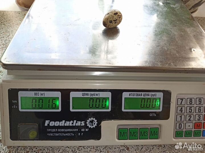 Инкубационное яйцо перепелов