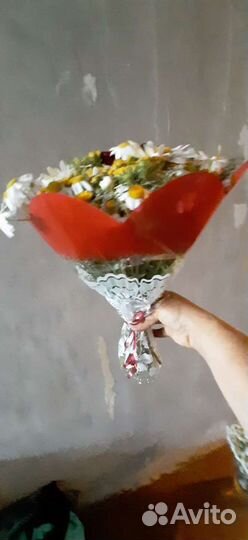 Букет ромашек полевых