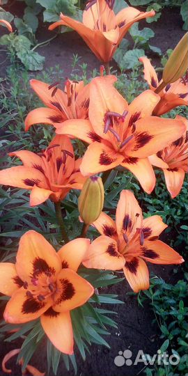 Садовые цветы