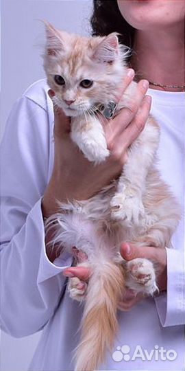 Мейн-кун котёнок котик