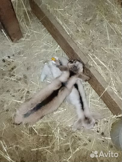 Зааненская коза