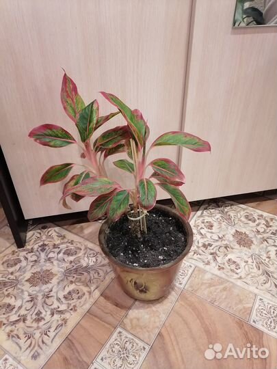 Комнатные цветы