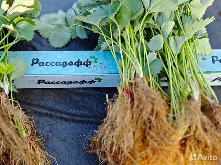 Рассада клубники. Оптом от 128 шт