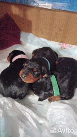 Щенки цвергпинчера
