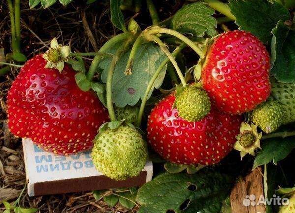 Клубника ремонтантная до морозов и летняя