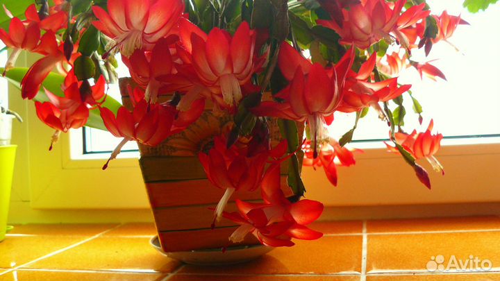 Комнатные цветы-цветущие декабристы красного цвета