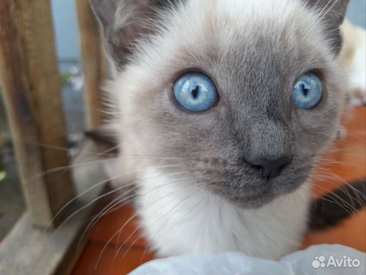 Отдам котят в надёжные руки