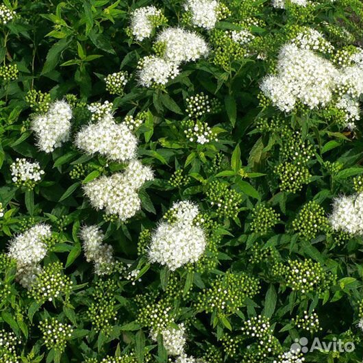 Спирея Альбифлора японская, саженцы зкс