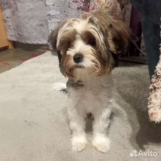 Маленькая собака