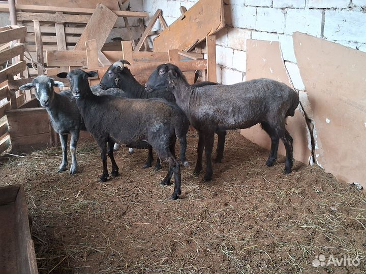 Овцы на мясо