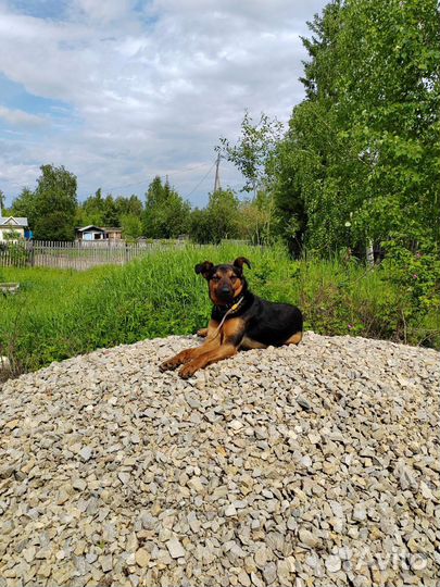 Собака в добрые руки отдам бесплатно