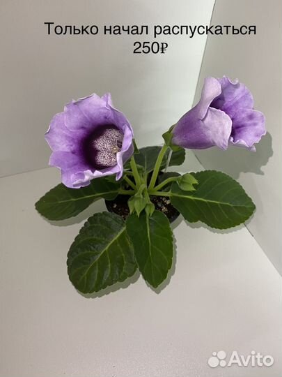 Глоксиния цветущая