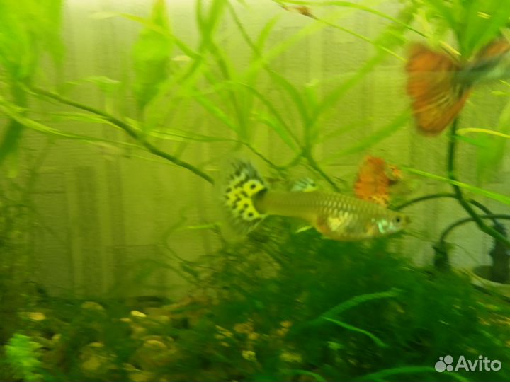 Гуппи Ассорти