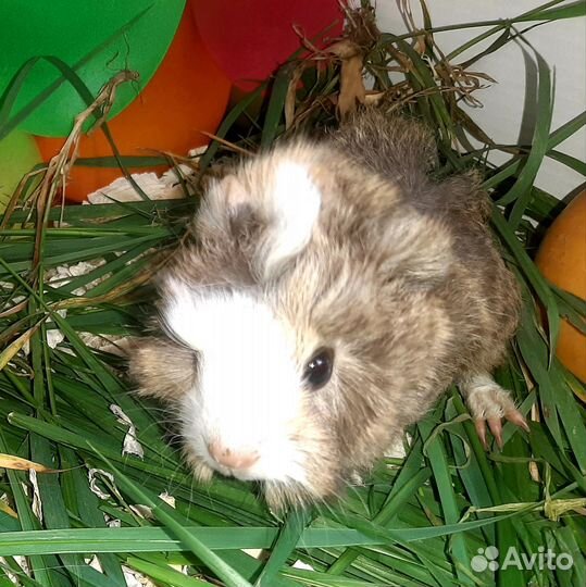 Морские свинки,малыши и подростки