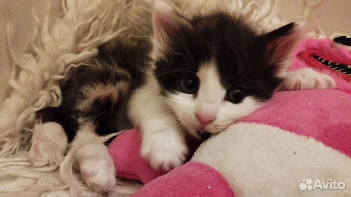 Котята трехцветки
