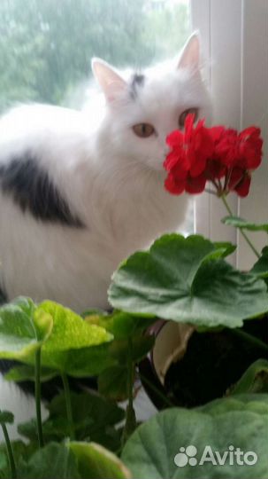 Белая пушистая кошка