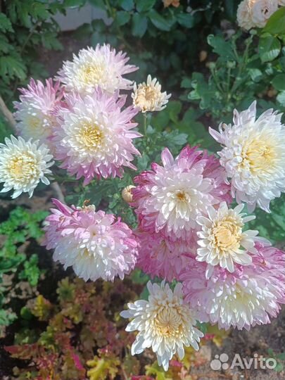 Хризантема