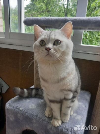 Шотландский кот вязка