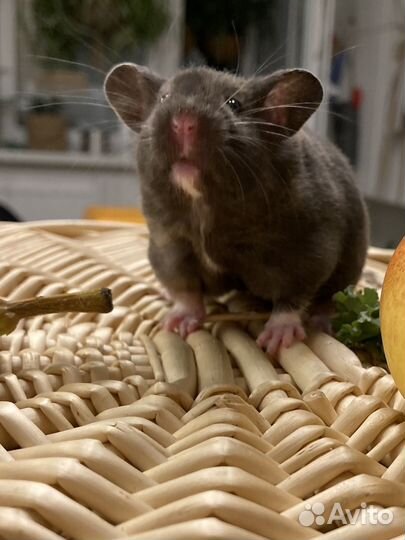 Сирийские хомяки из Питомника