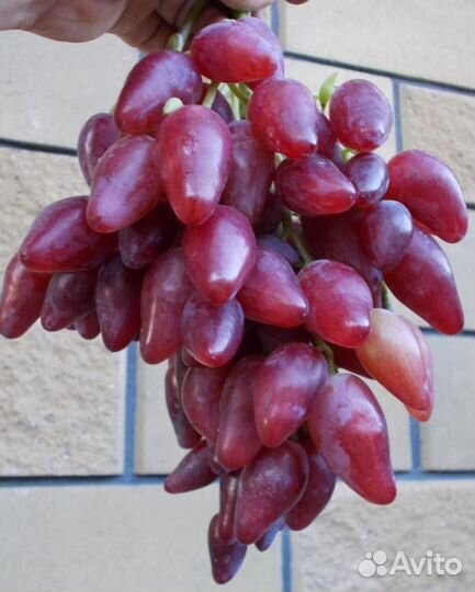 Виноград Дубовский розовый