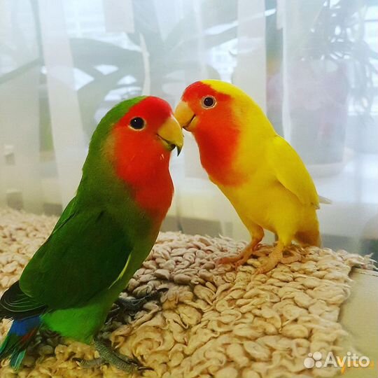 Попугай Неразлучники малышня