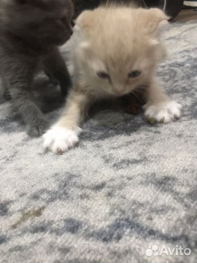 Вислоухие котята