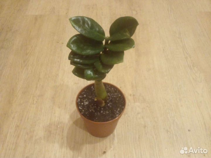 Замиокулькас зензи жук