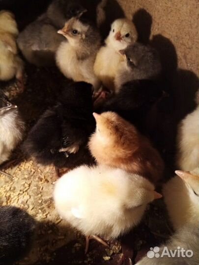 Цыплята подрощеные