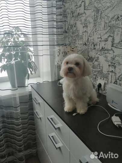 Мальтезе вязка