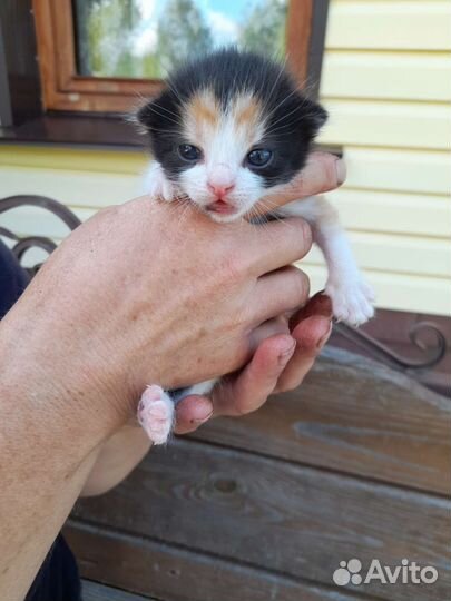 Котенок, девочка