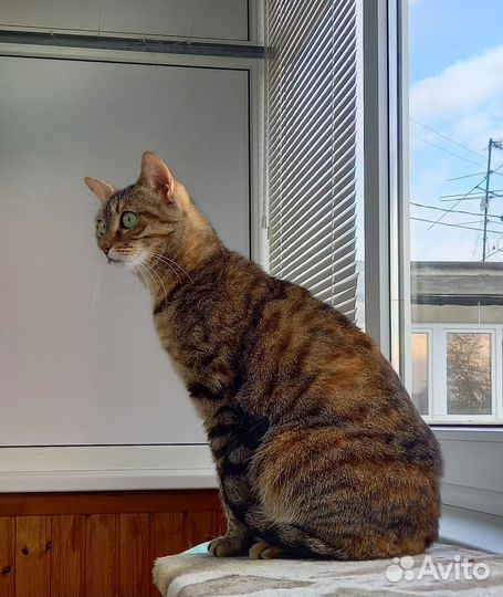 Кошки бесплатно