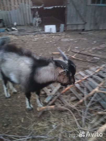 Козлик и коза, 8 мес