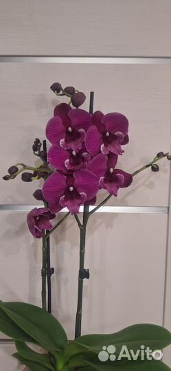 Орхидея Фаленопсис Биг Лип Калиста
