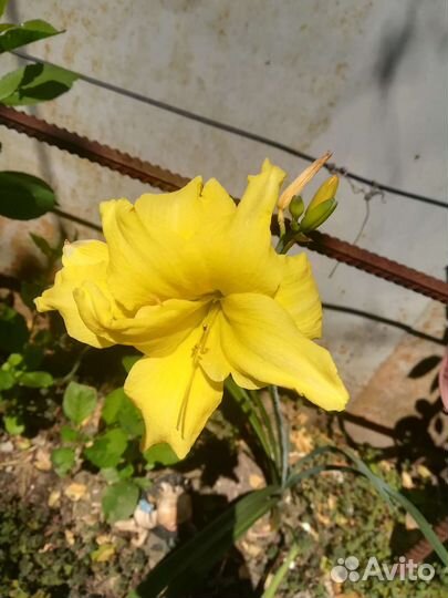 Жёлтая лилия