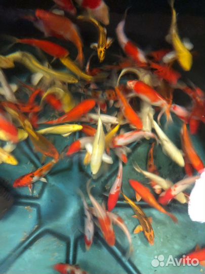 Крупные и мальки карпов кои