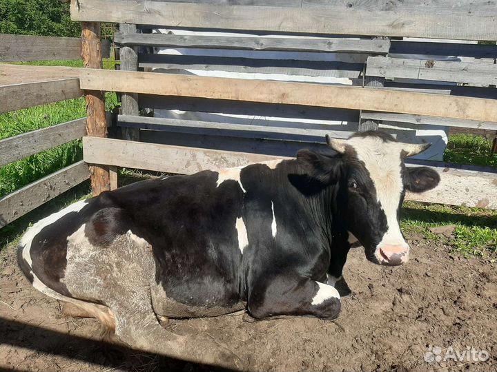 Бык, корова, 2 телочки