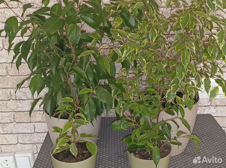 Бенджамина