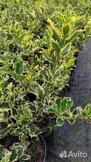 Саженцы хвойных и декоративных в контейнерах